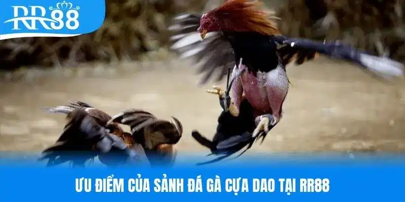 Thế mạnh chỉ có tại sảnh đá gà cựa dao RR8
